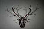 Large Red Stag - head-mount on shield - Taxidermie, Nieuw