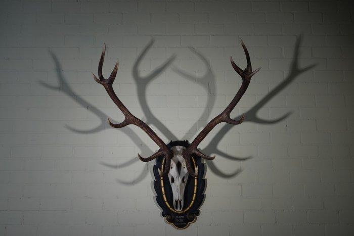 Large Red Stag - head-mount on shield - Taxidermie, Collections, Collections Animaux