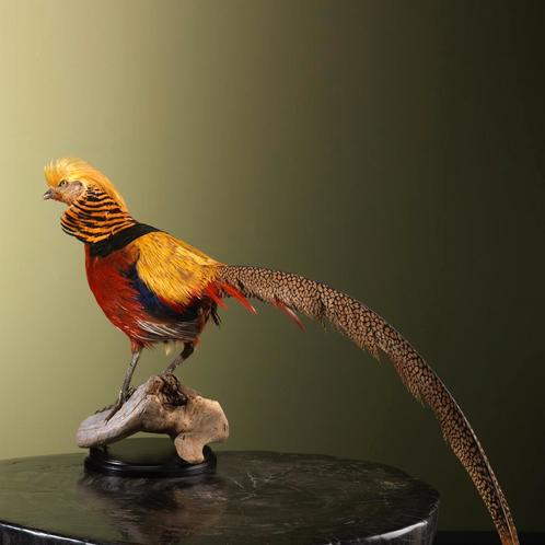 Goudfazant Taxidermie Opgezette Dieren By Max, Verzamelen, Dierenverzamelingen, Opgezet dier, Nieuw, Vogel, Ophalen of Verzenden