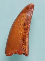 Dinosaurus - Fossiele tand - Abelisaurid - 4.5 cm  (Zonder, Collections