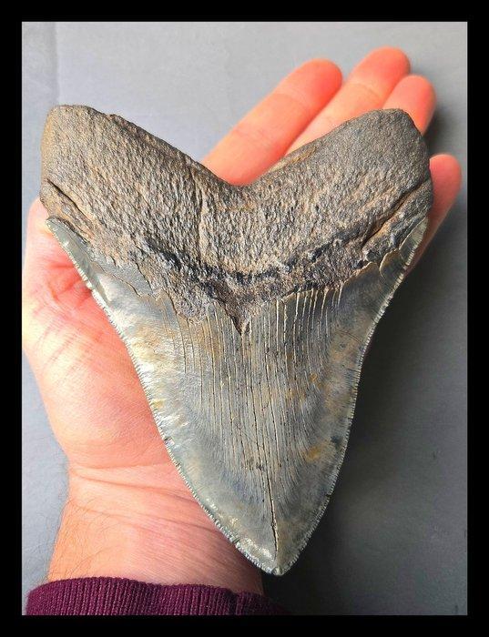 *6 Inch* Megalodon Tand - Fossiele tanden - 153 mm - 120 mm, Verzamelen, Mineralen en Fossielen