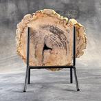 Magnifique tranche de bois pétrifié sur un support