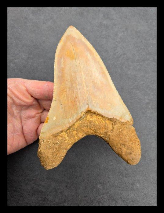 *15.5cm Megalodon Onderkaakse Tand - Fossiele tanden - 155, Verzamelen, Mineralen en Fossielen