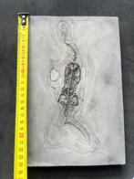 Zeereptiel - Gefossiliseerd dier - Keichousaurus - 24.7 cm -