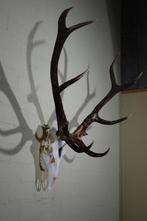 Large Red Stag Trophy Schedel - Cervus elaphus - 55 cm - 100, Verzamelen, Dierenverzamelingen, Nieuw