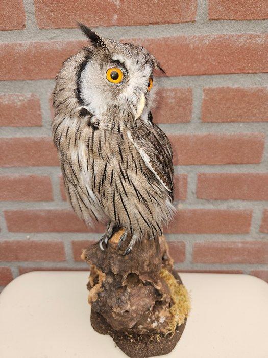 Noordelijke witwangdwergooruil Taxidermie volledige montage, Verzamelen, Dierenverzamelingen