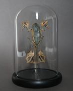 Kikker Taxidermie volledige montage - Racophorus reinwardtii, Antiek en Kunst