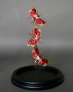 Insecte Support de corps entier pour taxidermie - Pyrops, Verzamelen, Nieuw
