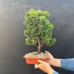 Hinoki cipres bonsai (Chamaecyparis obtusa) - Hoogte (boom):