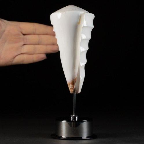 Gegoten Schelp - Conus Litteratus - Zeeschelp - Plexiglass, Verzamelen, Mineralen en Fossielen
