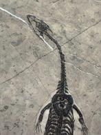 Fossiele plaatmatrix - Keichousaurus sp. - 19 cm - 11 cm