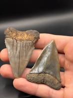 Haai - Fossiele tand - Isurus Hastalis - 6.5 cm - 4.8 cm, Verzamelen