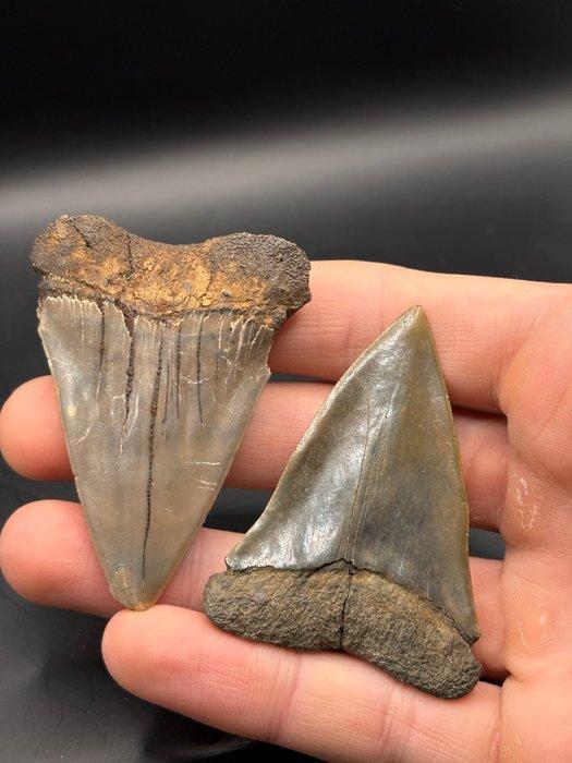 Haai - Fossiele tand - Isurus Hastalis - 6.5 cm - 4.8 cm, Verzamelen, Mineralen en Fossielen