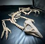 Complete echte dinosaurus - halve meter lang - Fossiel