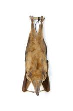 5 minuten fruitvleermuizen, bewaarde specimens, hangend met, Nieuw