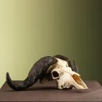 Kafferbuffel Schedel Taxidermie Opgezette Dieren By Max, Ophalen of Verzenden, Nieuw, Wild dier, Opgezet dier