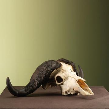 Kafferbuffel Schedel Taxidermie Opgezette Dieren By Max, Ophalen of Verzenden, Opgezet dier
