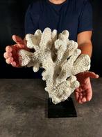 Zeldzaam en groot exemplaar van corallo pocillopora.