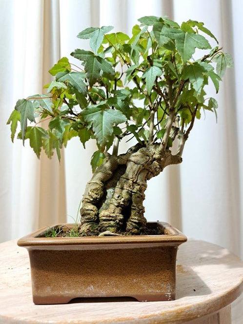 Drietand Esdoorn (Acer Buergerianum) - Hoogte (boom): 17 cm, Antiek en Kunst, Curiosa en Brocante