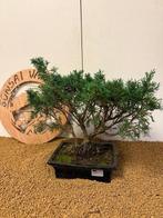 Jeneverbes bonsai (Juniperus) - Hoogte (boom): 34 cm -