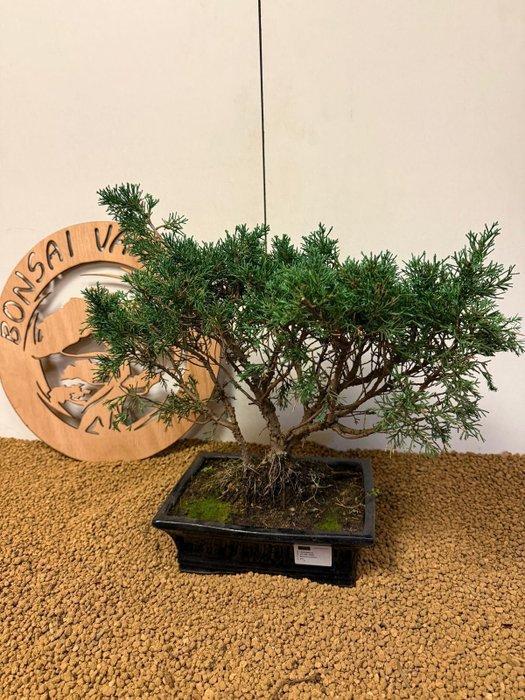Jeneverbes bonsai (Juniperus) - Hoogte (boom): 34 cm -, Antiek en Kunst, Curiosa en Brocante