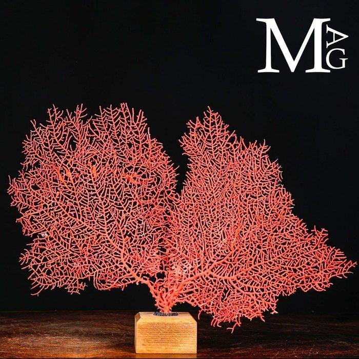 Prachtige Gorgonia Coral - Rode Gorgonia op houten voet -, Verzamelen, Dierenverzamelingen