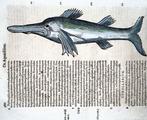 Conrad Gesner [Konrad Gessner] 1516-1565: Dolphin, marine