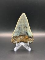 Haai - Fossiele tand - Isurus Hastalis - 7.3 cm - 5.9 cm