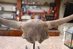 Bizon - Fossiele schedel - Bison Priscus - 33 cm - 105 cm, Verzamelen, Mineralen en Fossielen