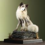 Canadese Vos Taxidermie volledige montage - Vulpes vulpes -, Verzamelen, Dierenverzamelingen, Nieuw