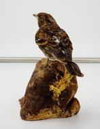 Peppola vrouw Taxidermie volledige montage - Fringilla, Verzamelen, Dierenverzamelingen, Nieuw