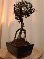 Chinese iep bonsai (Ulmus parviflora) - Hoogte (boom): 24 cm
