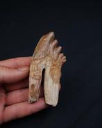 Basilosaurus (oerwalvis) - Fossiele kies - Molar de