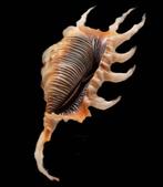 prachtige kleuren en perfecte staat  Scorpion Spider Snail, Nieuw