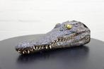 Nile Crocodile witk skin on Schedel - Crocodylus niloticus, Verzamelen, Nieuw