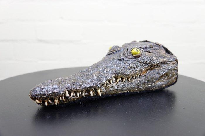 Nile Crocodile witk skin on Schedel - Crocodylus niloticus, Verzamelen, Dierenverzamelingen