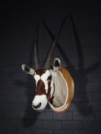 Oryx gazelle Support mural pour taxidermie - Oryx gazella -, Verzamelen, Dierenverzamelingen, Nieuw