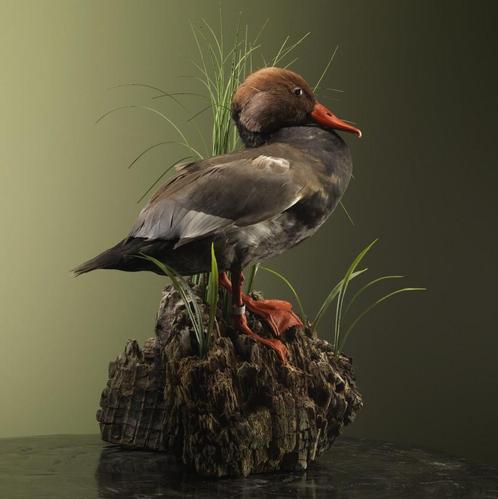 Krooneend Taxidermie Opgezette Dieren By Max, Verzamelen, Dierenverzamelingen, Opgezet dier, Nieuw, Vogel, Ophalen of Verzenden