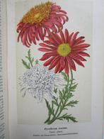 F. J. van Uildriks/ Dr. Vitus Bruinsma - Onze Bloemen in den, Antiek en Kunst
