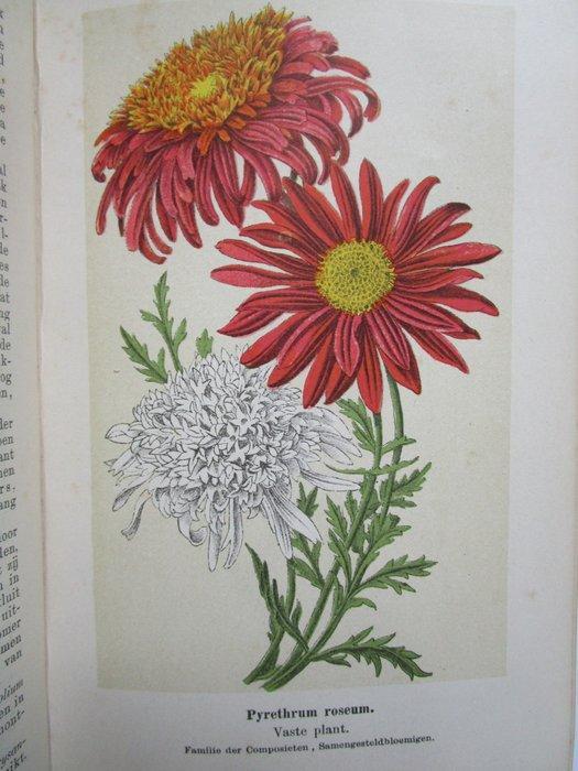 F. J. van Uildriks/ Dr. Vitus Bruinsma - Onze Bloemen in den, Antiek en Kunst, Antiek | Boeken en Manuscripten