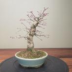 Acer palmatum - Hoogte (boom): 27 cm - Diepte (boom): 25 cm