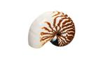 zeldzame soort Nautilus-schelp  16cm  ZEER ZELDZAME SOORT, Verzamelen, Nieuw