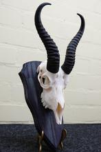 Springbok Schedel - Antidorcas marsupialis - 0 cm - 0 cm - 0, Antiek en Kunst