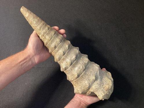 Merveilleux campanile de coquillage fossilisée Lachesis 47,5, Verzamelen, Mineralen en Fossielen