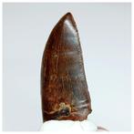 Dinosaurus - Fossiele tand - Gem Grade Black, Collections