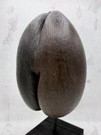 Coco de mer Taxidermie volledige montage - Lodoicea