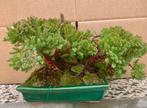 Jeneverbes bonsai (Juniperus) - Hoogte (boom): 15 cm -