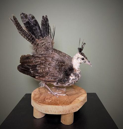 Jonge Pauw Taxidermie Opgezette Dieren By Max, Verzamelen, Dierenverzamelingen, Opgezet dier, Nieuw, Vogel, Ophalen of Verzenden