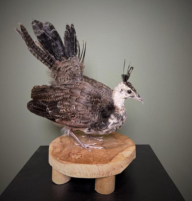 Jonge Pauw Taxidermie Opgezette Dieren By Max, Verzamelen, Dierenverzamelingen, Opgezet dier, Nieuw, Vogel, Ophalen of Verzenden