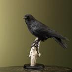 Kraai Taxidermie Opgezette Dieren By Max, Verzamelen, Dierenverzamelingen, Ophalen of Verzenden, Nieuw, Vogel, Opgezet dier